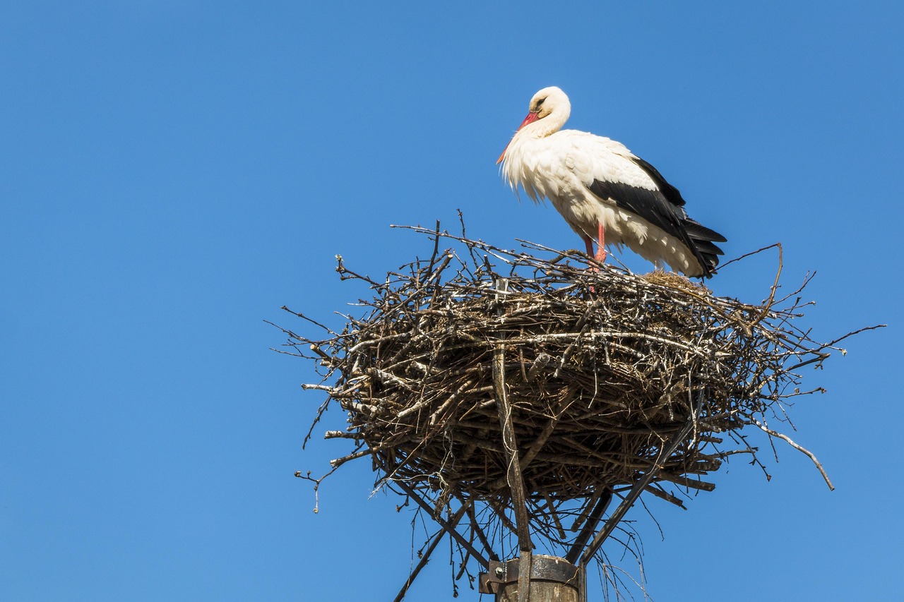 White storks nesting on top of sharp rocky pillars in the middle of the ocean.
