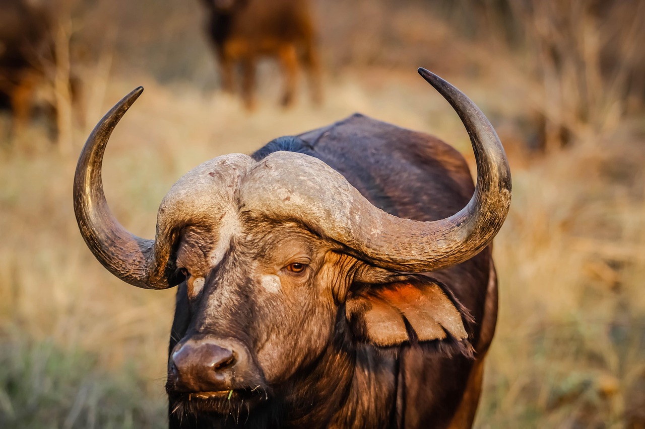 A large herd of Cape buffaloes grazing in the dry, dusty plains of the Mababe wilderness.