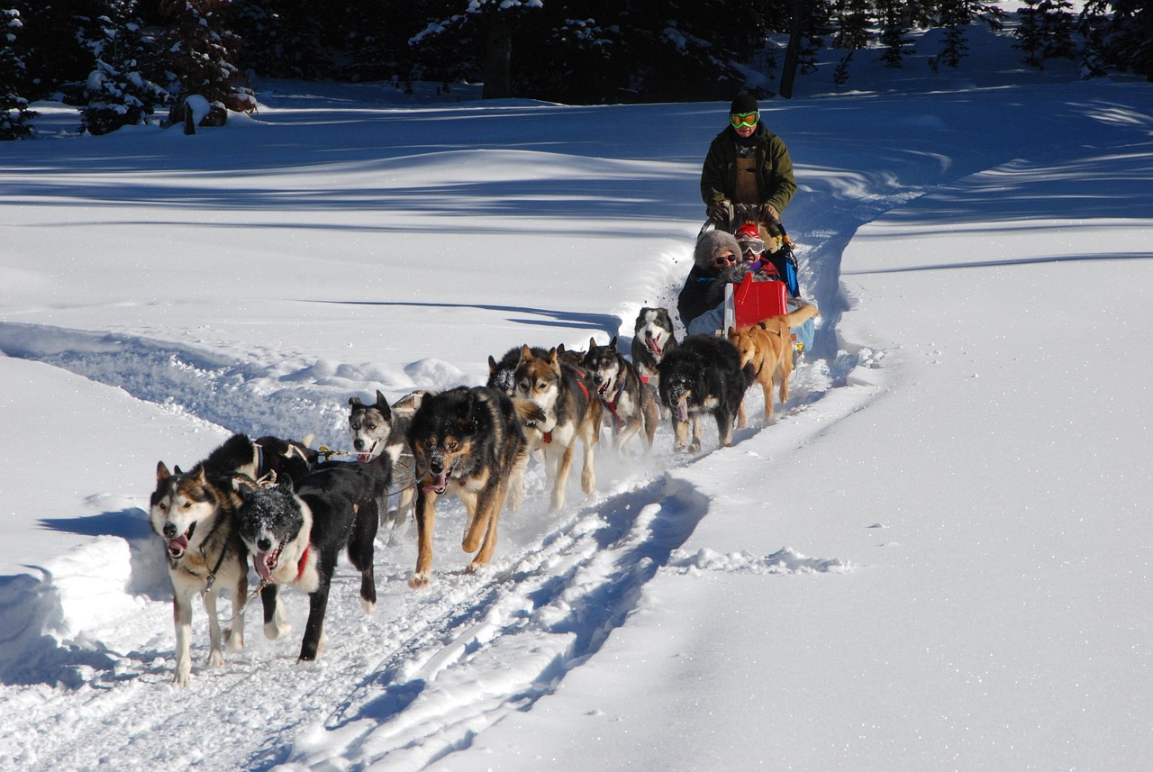 A family on a wooden sled being pulled by huskies through a snowy forest.