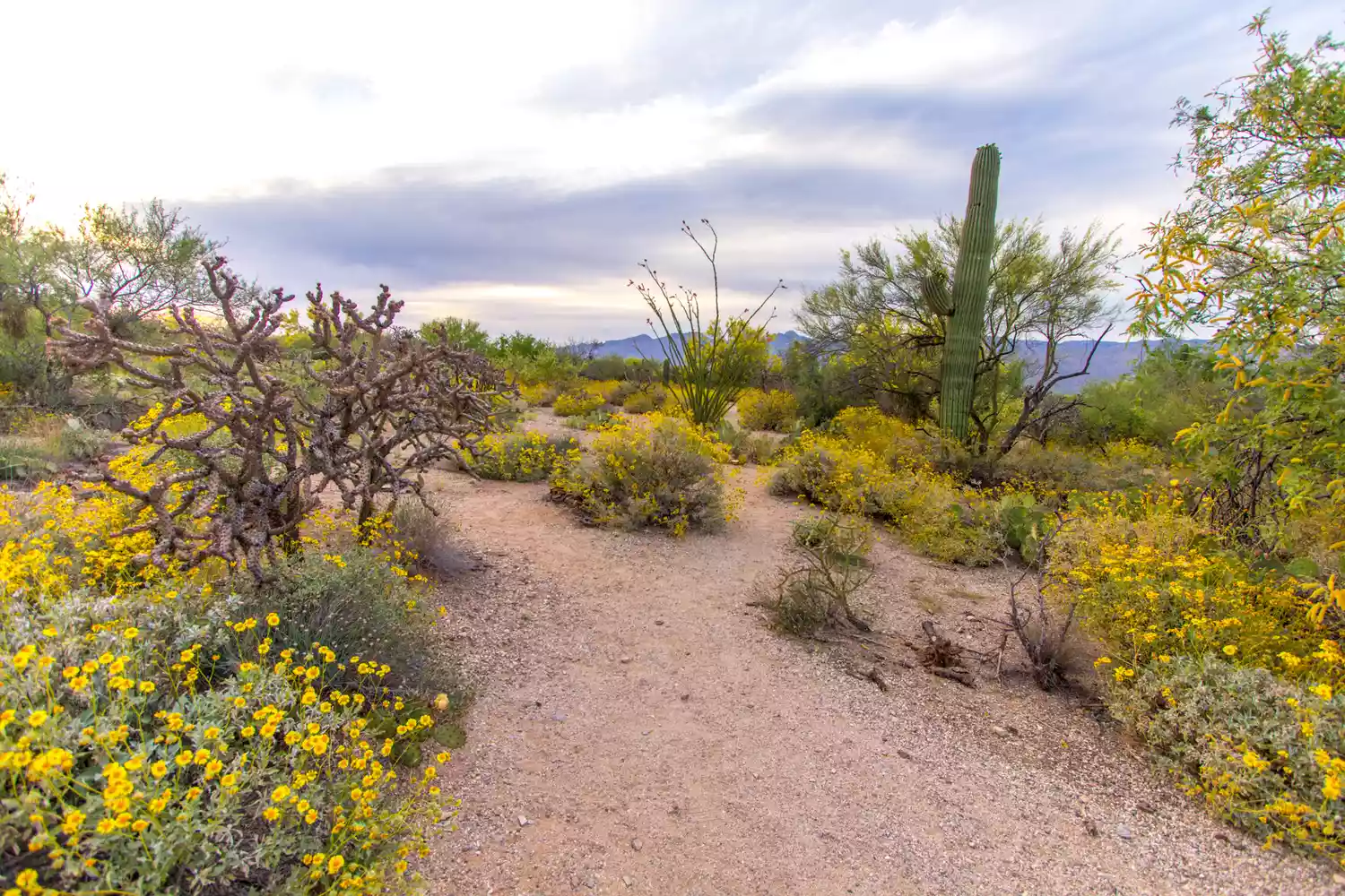 Close-up of yellow wildflowers blooming at the base of Saguaro cacti.