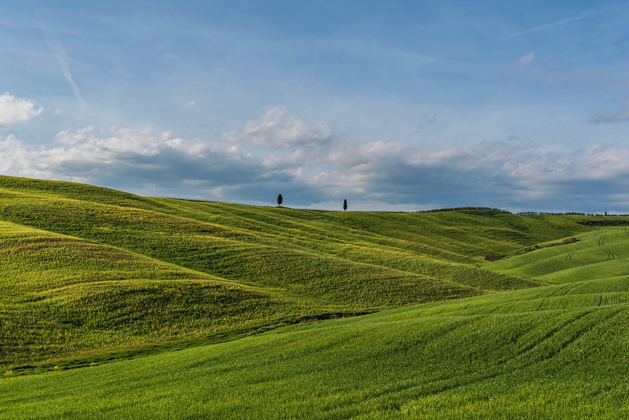 The rolling green and gold hills of Val d'Orcia with a row of cypress trees at sunset.