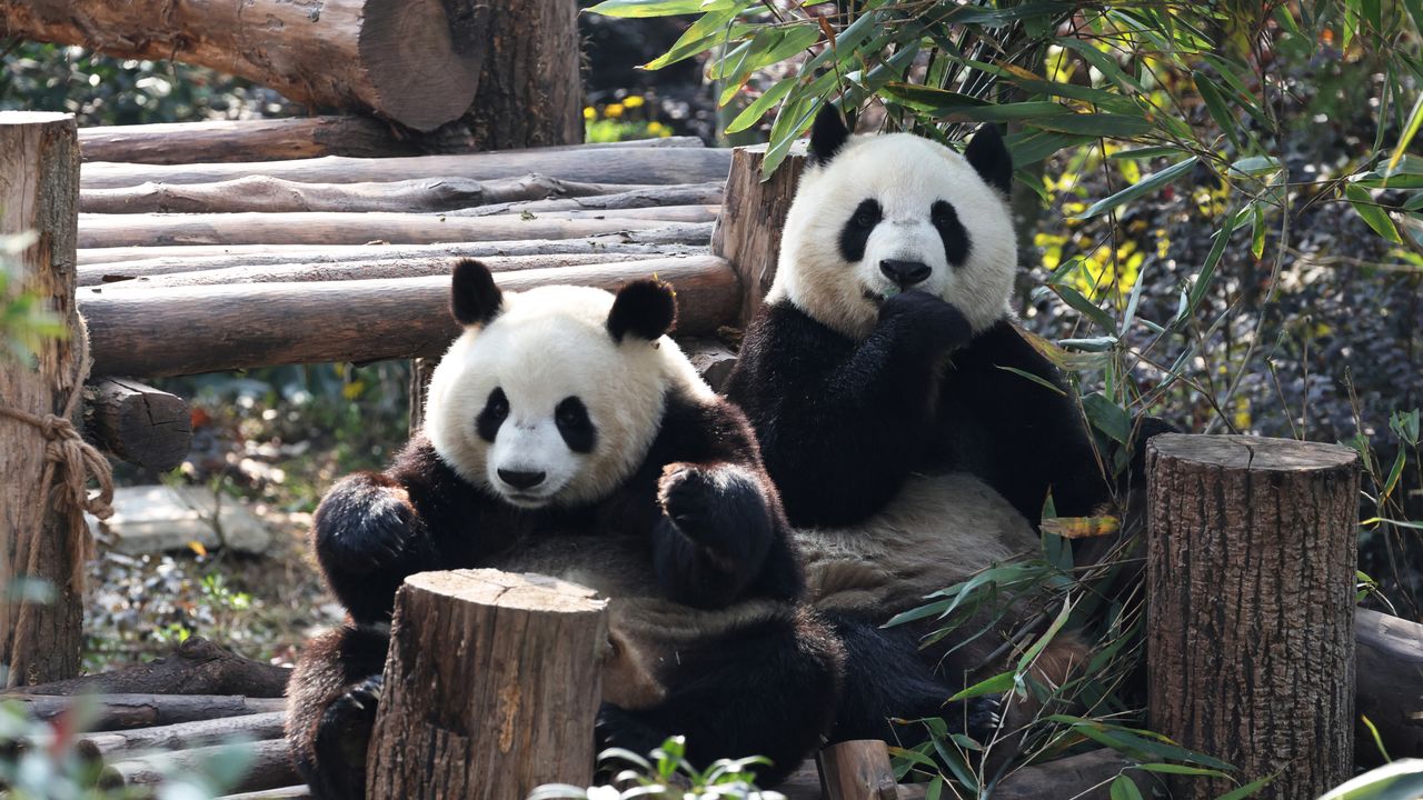 Chengdu Travel Guide 2026: Food, Pandas & LGBTQ Hub