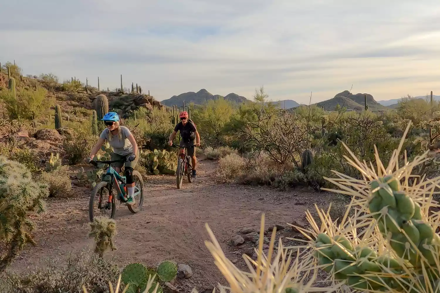 Two cyclists riding on a paved road winding through a forest of cacti.