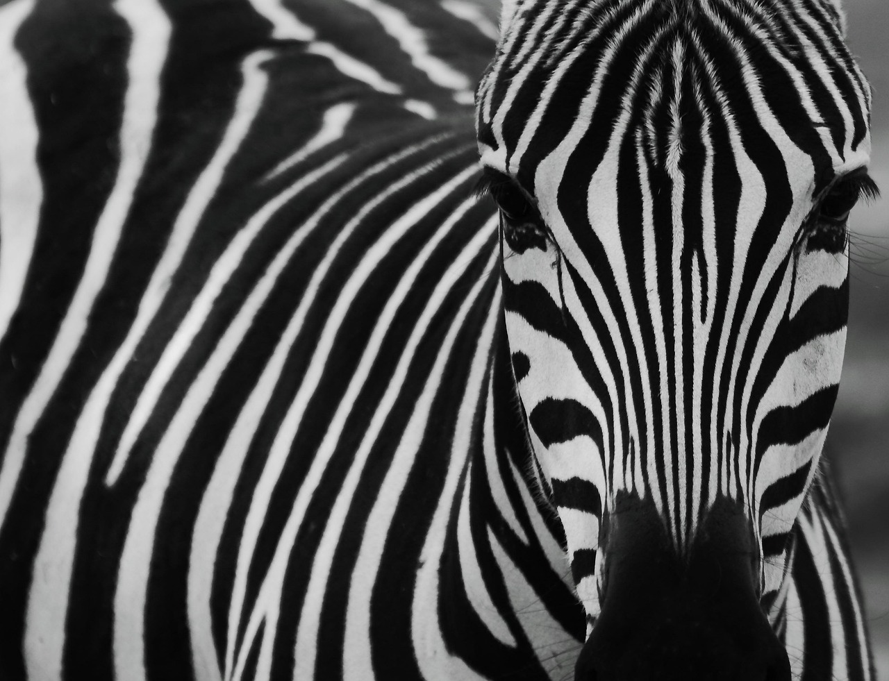 A herd of zebras crossing the white expanse of the salt pans.