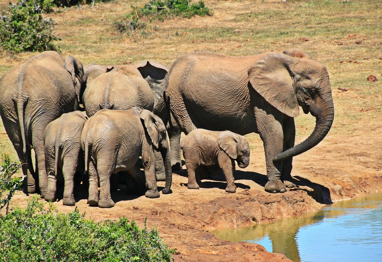 A large herd of elephants walking past a massive baobab tree