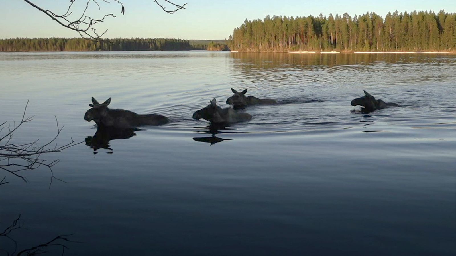A moose near a body of water in the Höga Kusten region.