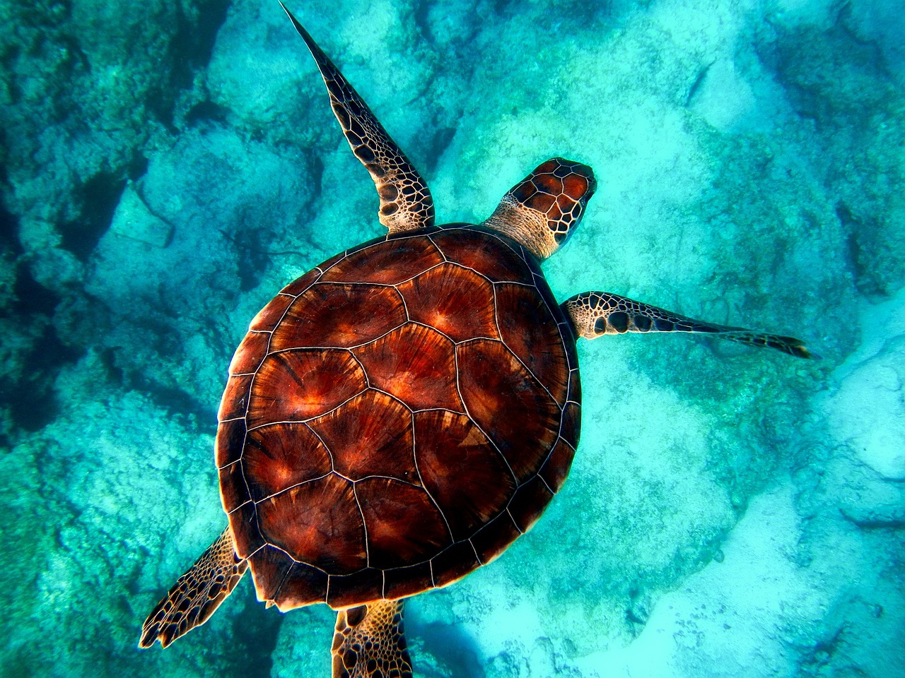 A snorkeler swimming underwater next to a large sea turtle in clear blue water.