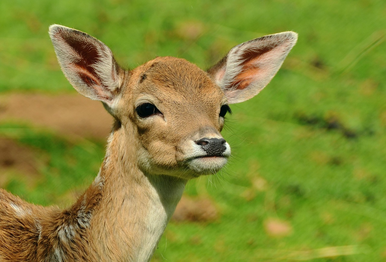 A wild deer standing peacefully in a misty forest at dawn