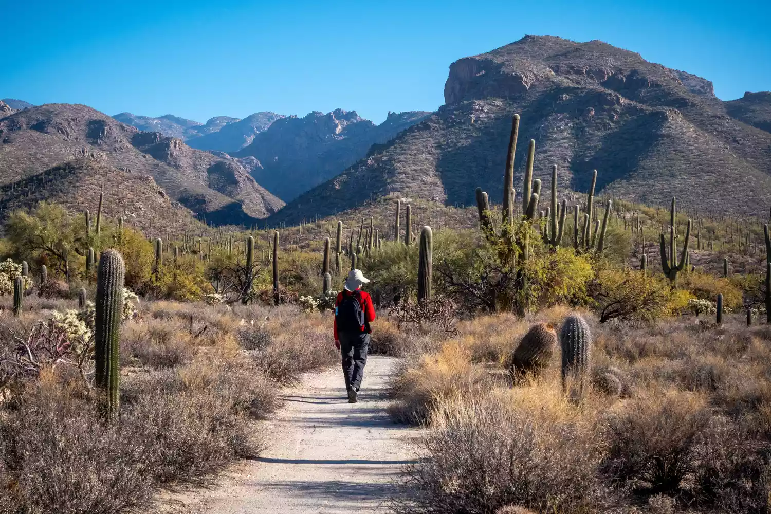 A hiker walking on a desert trail surrounded by tall Saguaro cacti.