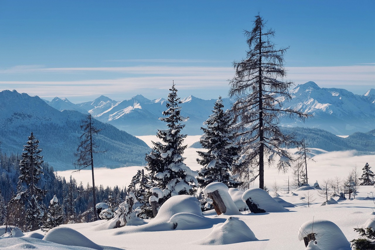 A dense pine forest covered in thick white snow.