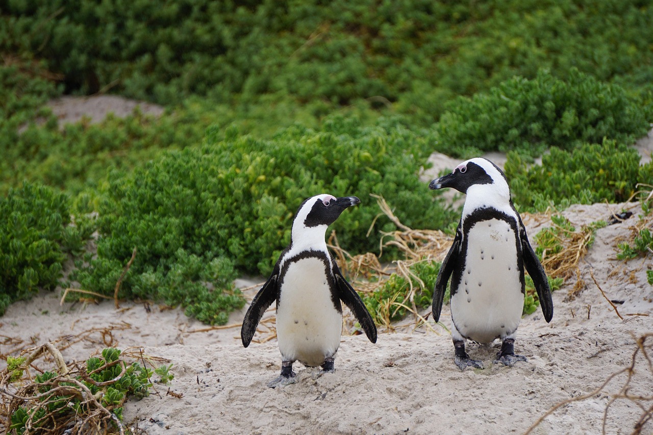 African penguins standing on white sand near rocks