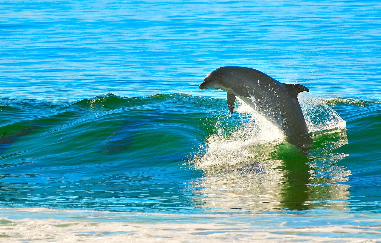 Wild dolphins jumping through the waves in a blue ocean