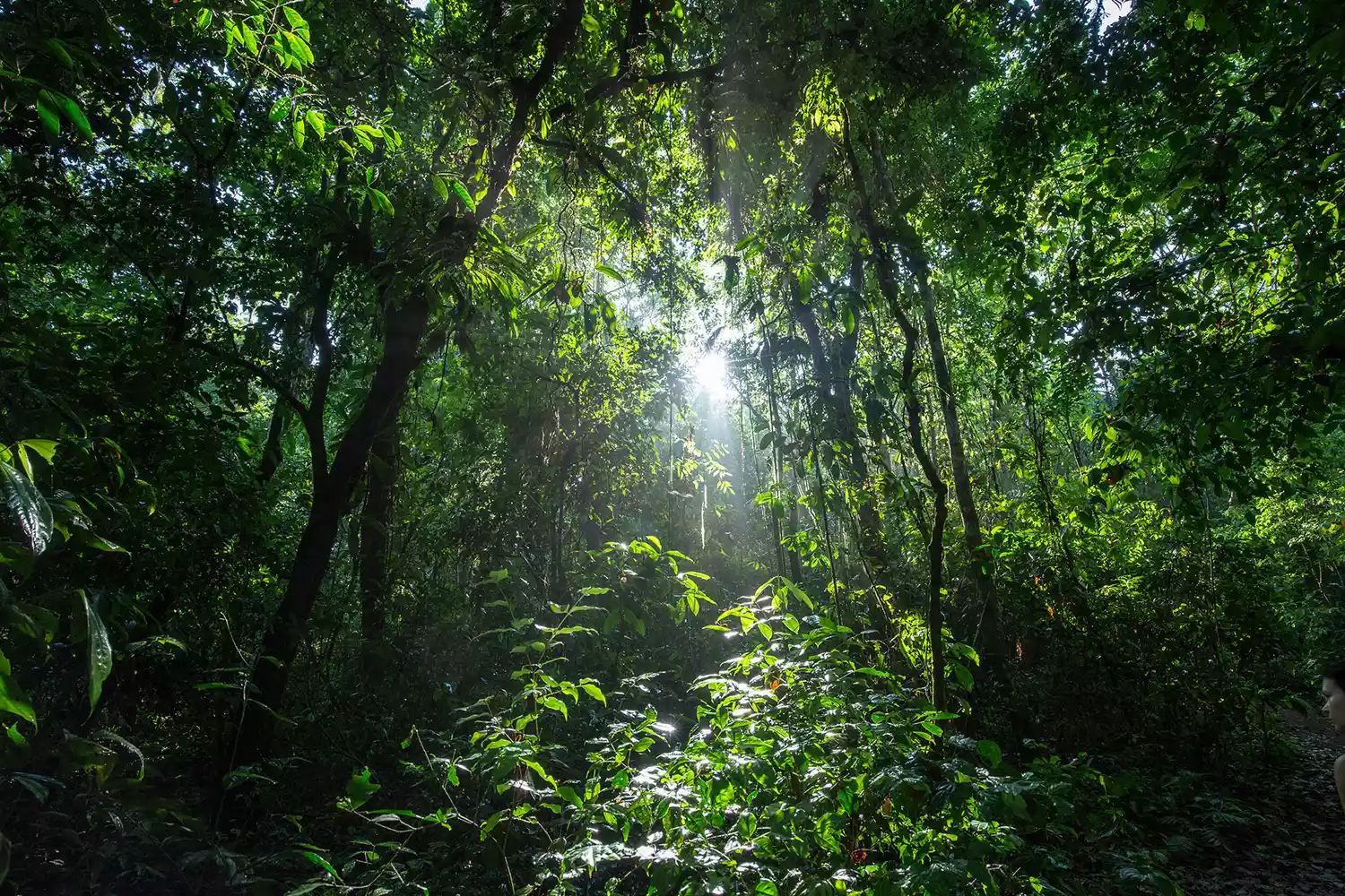 Morning sunlight filtering through the dense canopy of Corcovado National Park in Costa Rica.