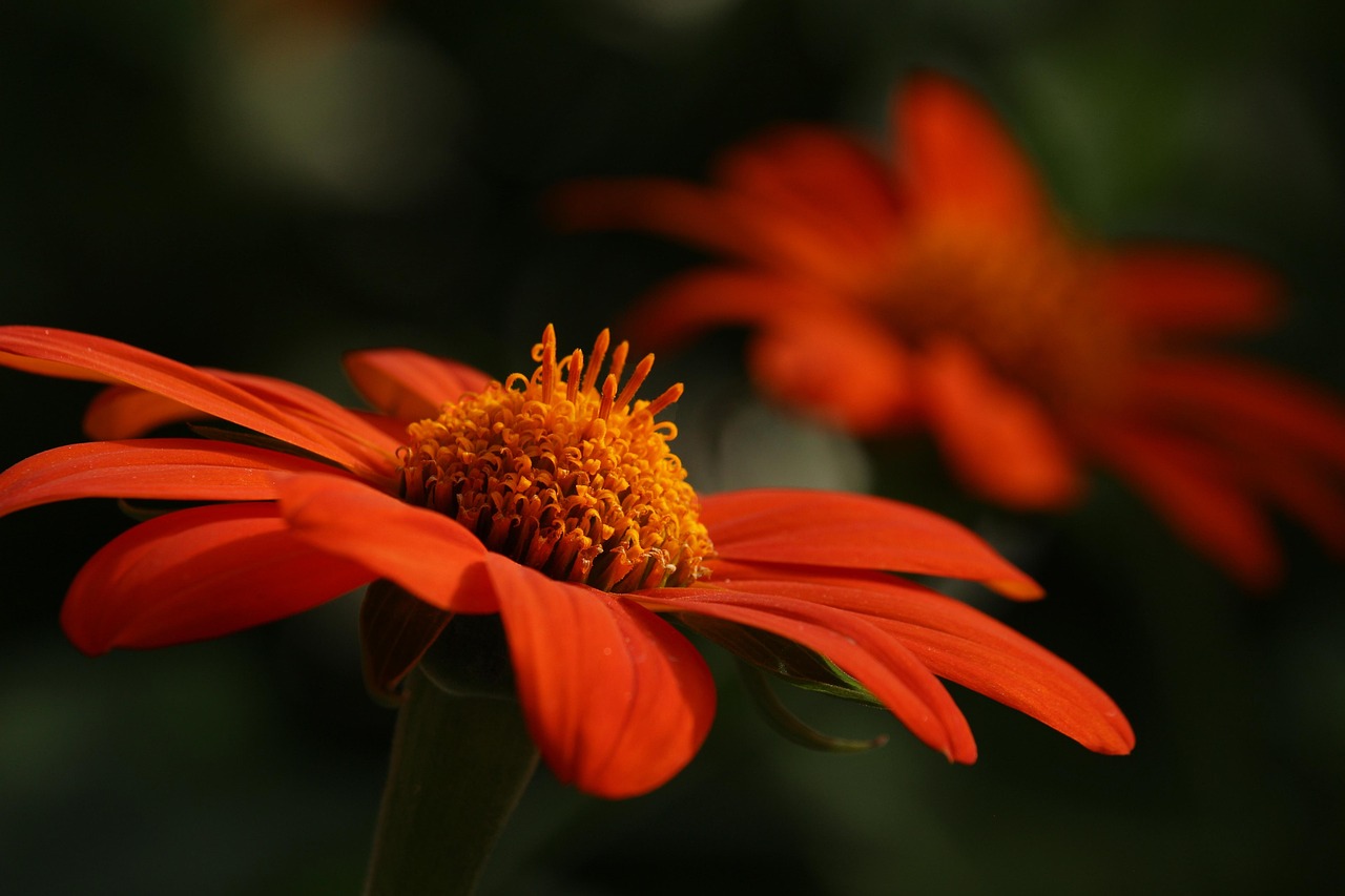 Vibrant flower displays at a university botanical garden