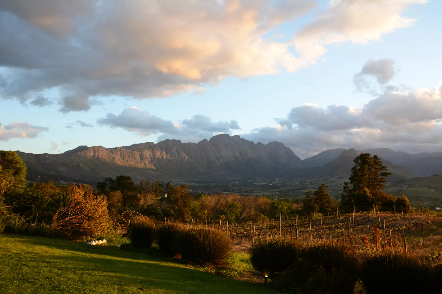 Vibrant fall colors across a South African vineyard during the autumn season.
