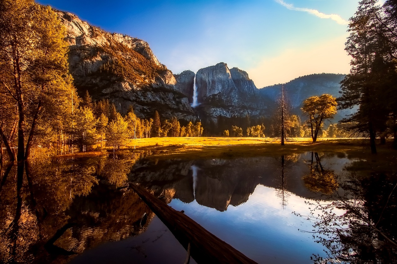 The iconic Half Dome rock formation viewed from a valley floor filled with yellow cottonwood trees.