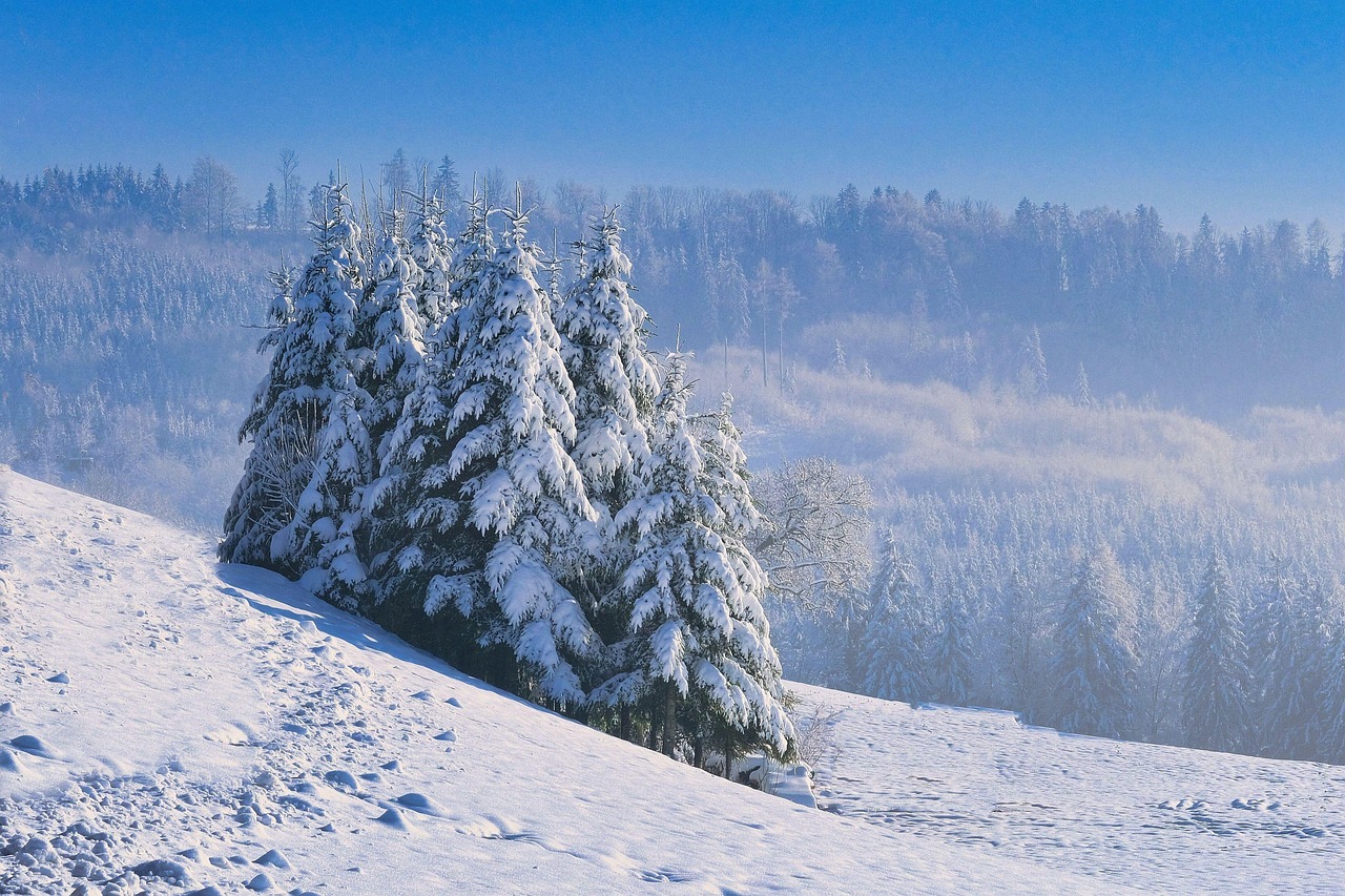 Snow-covered trees in a Japanese forest under heavy snowfall