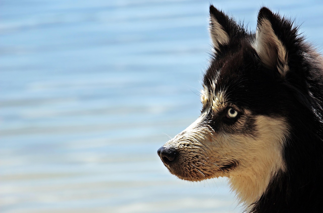 An Alaskan Husky sled dog sitting in the snow at Denali National Park.