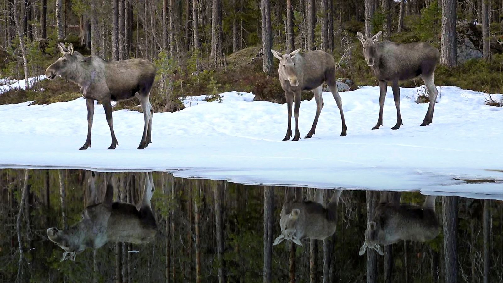 A moose standing amidst green vegetation and forest plants.