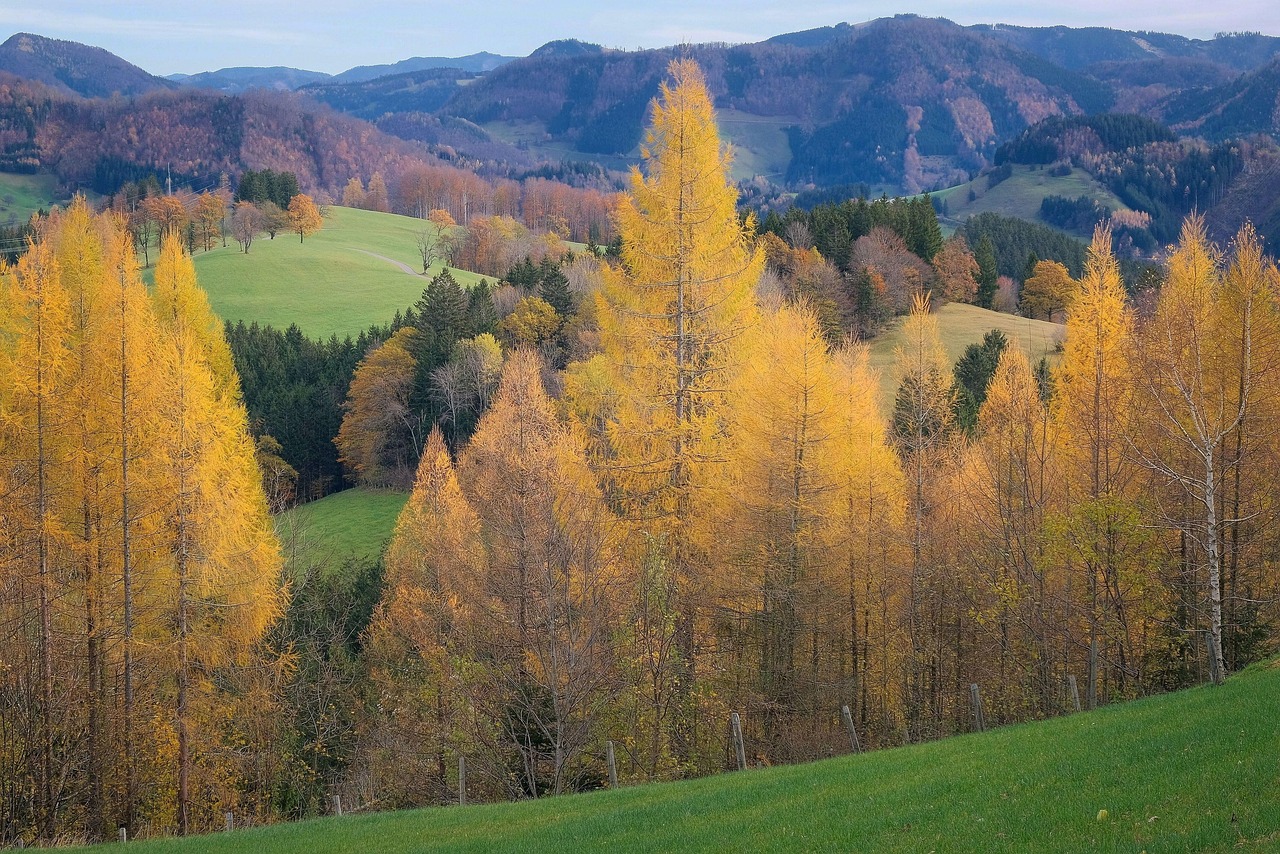 A mountain valley filled with trees in peak autumn colors of gold and orange.