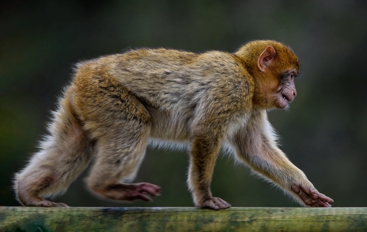 A long-tailed macaque sitting on a stone wall in Ubud.