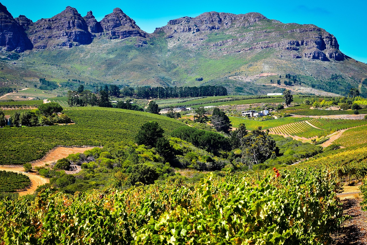 Panoramic view of Australian vineyards with a mountain backdrop