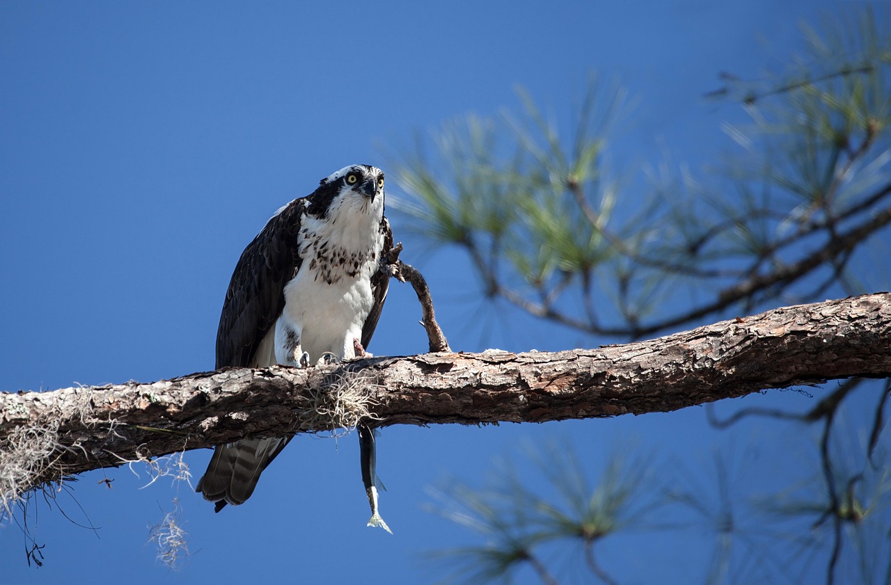 An exotic bird standing in the Florida wetlands