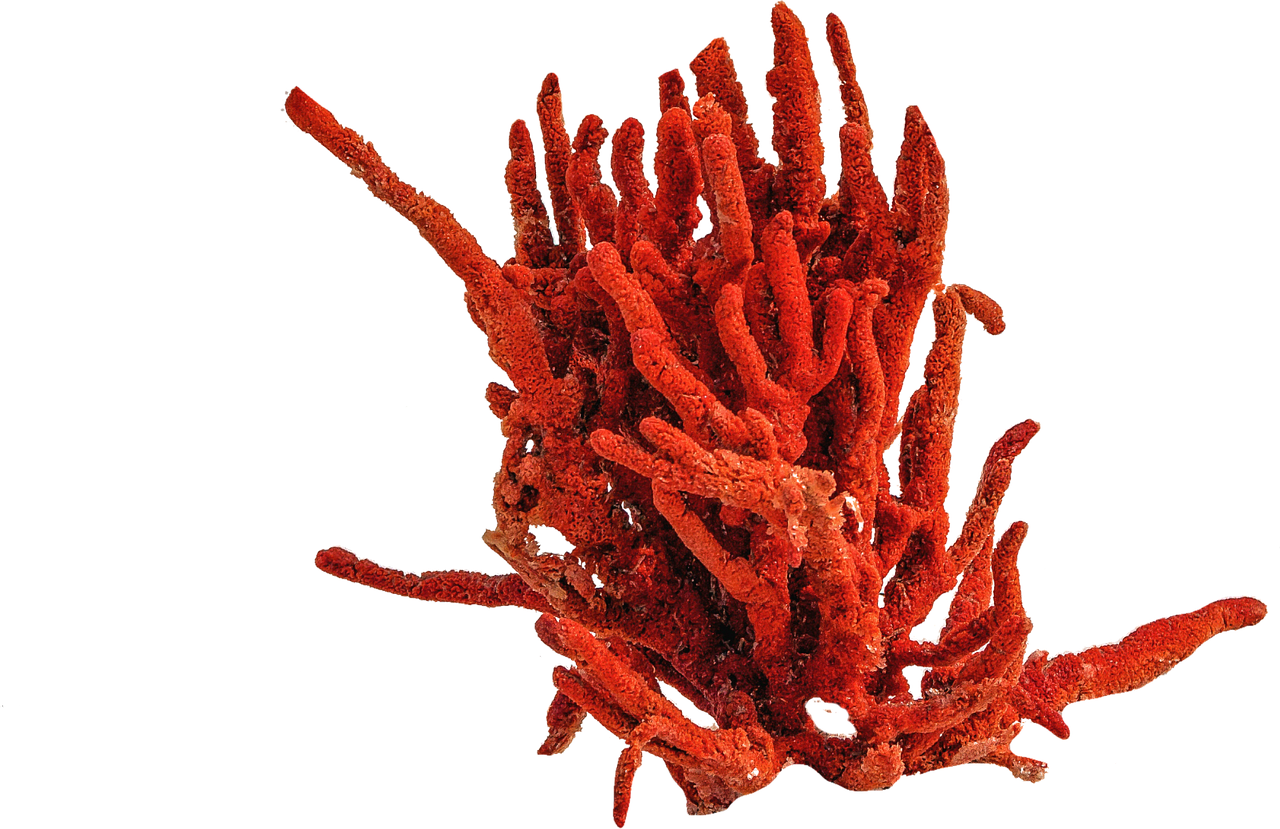 Colorful soft corals and schools of fish in the Red Sea