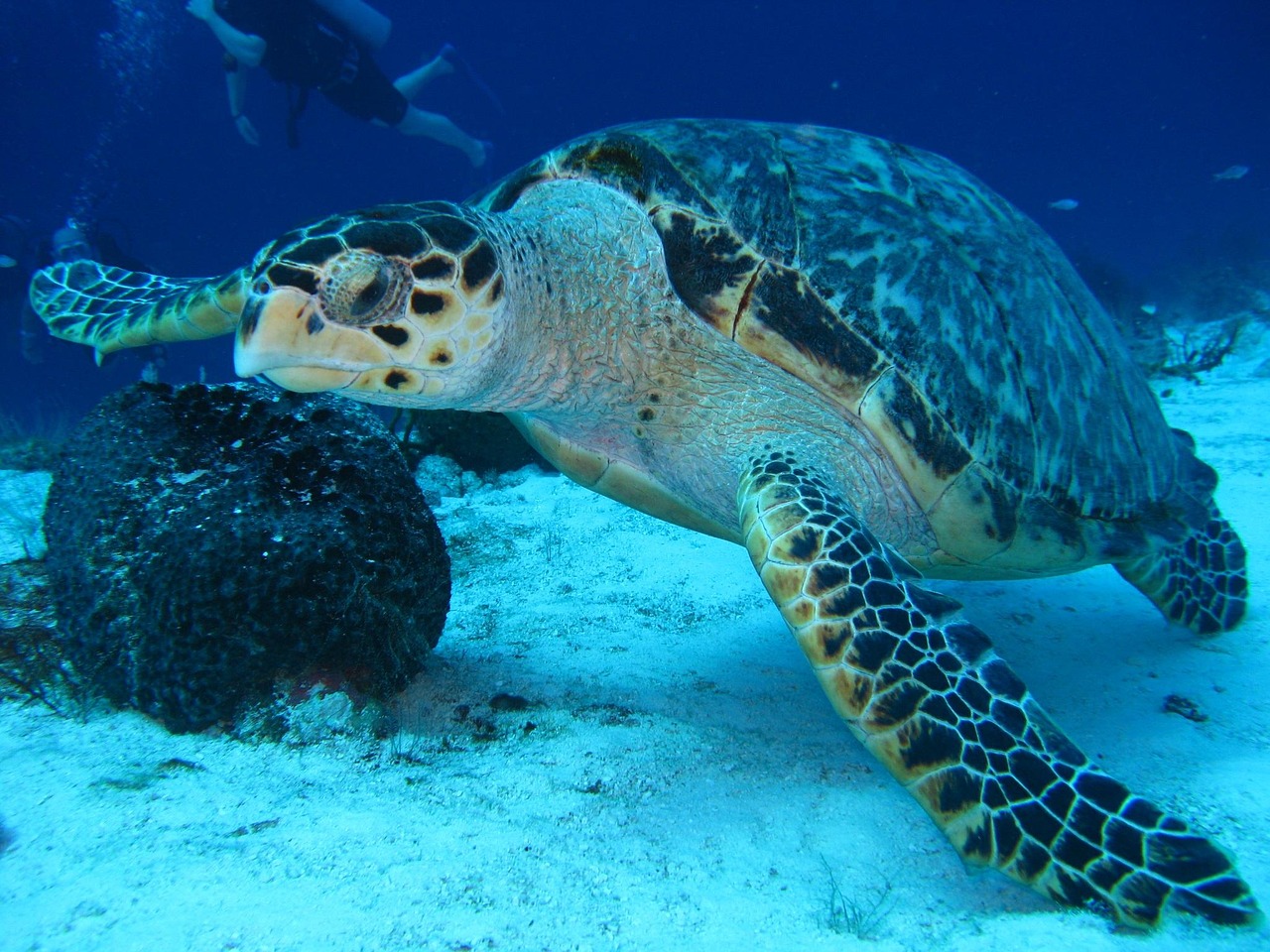 A sea turtle swimming gracefully through a protected coral reef environment.