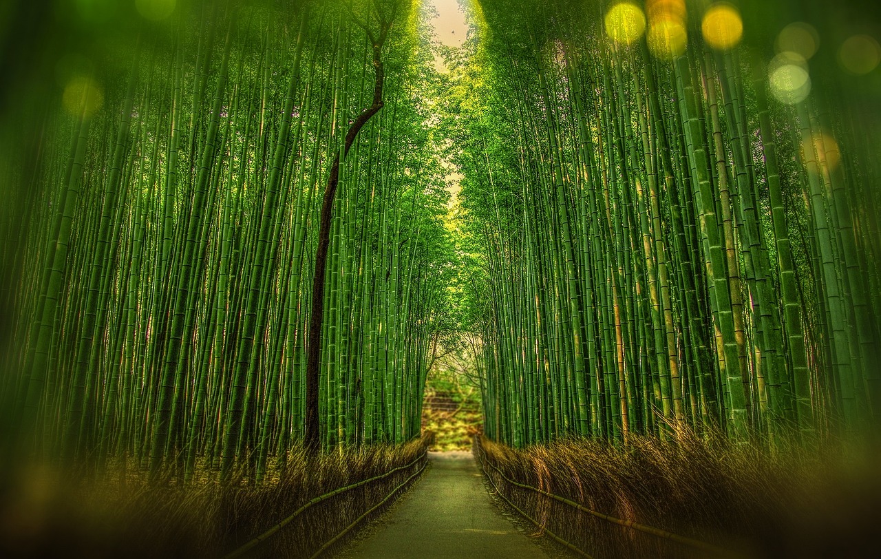 The lush green Arashiyama bamboo forest in Kyoto.