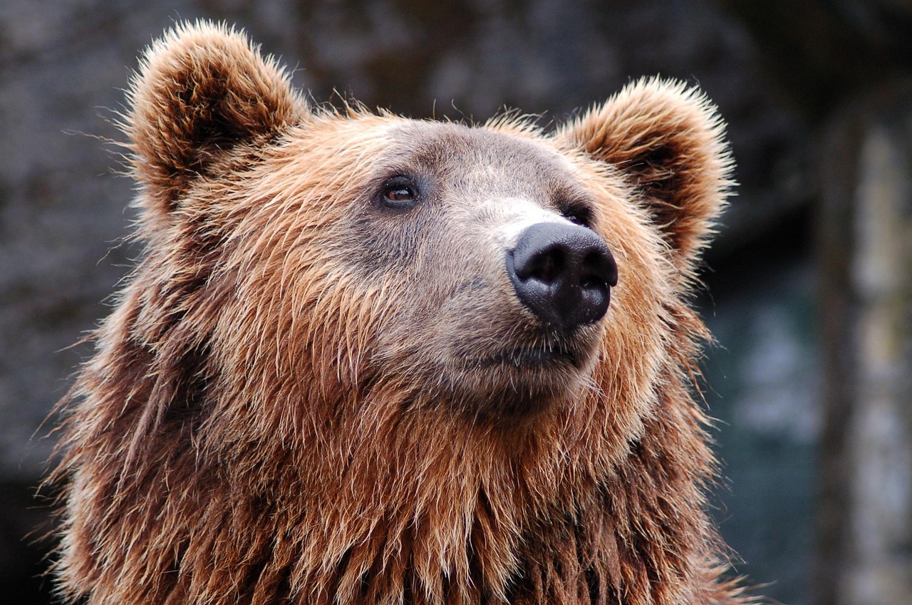 A grizzly bear walking through the colorful autumn tundra bushes.