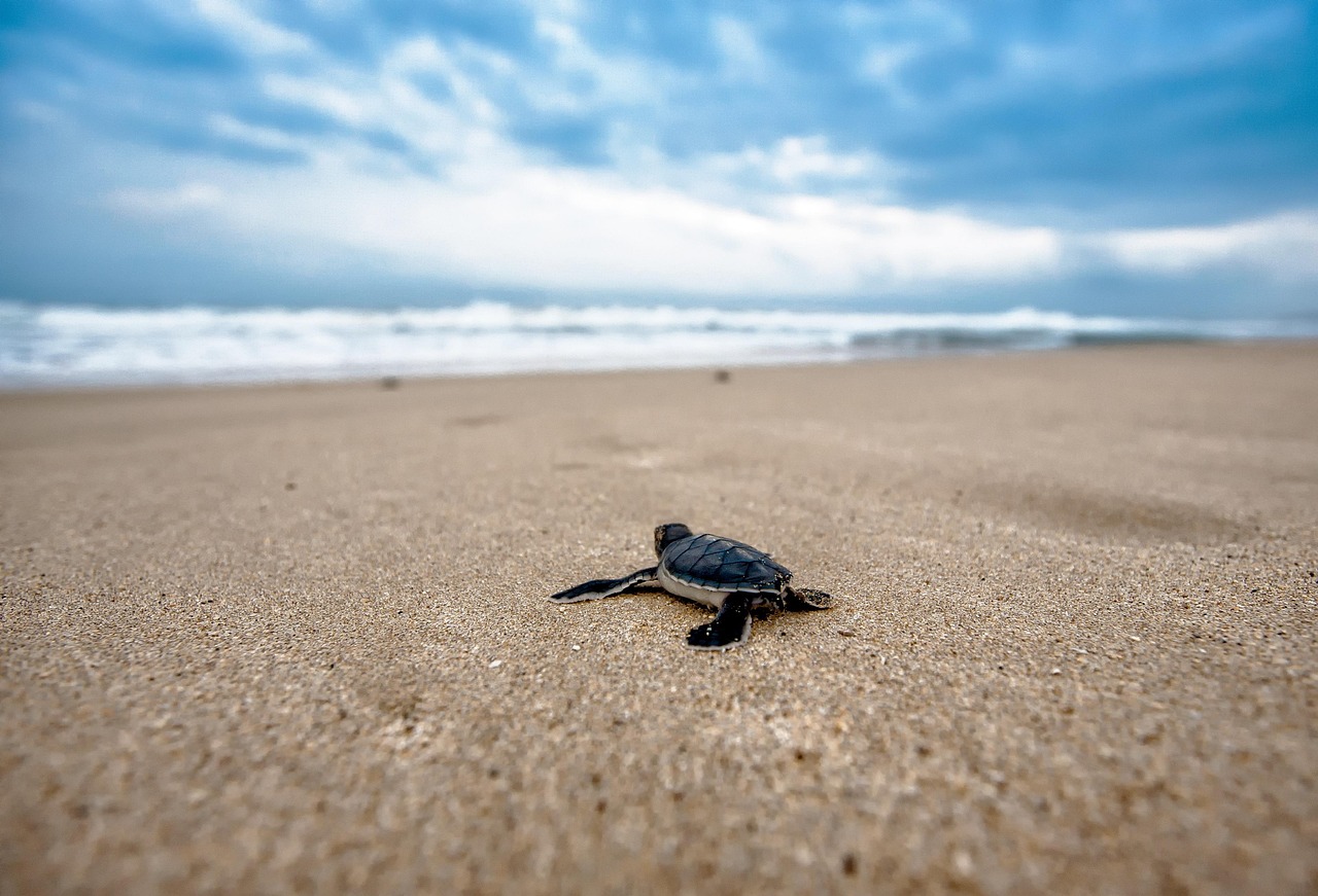 A volunteer helping a small sea turtle reach the ocean