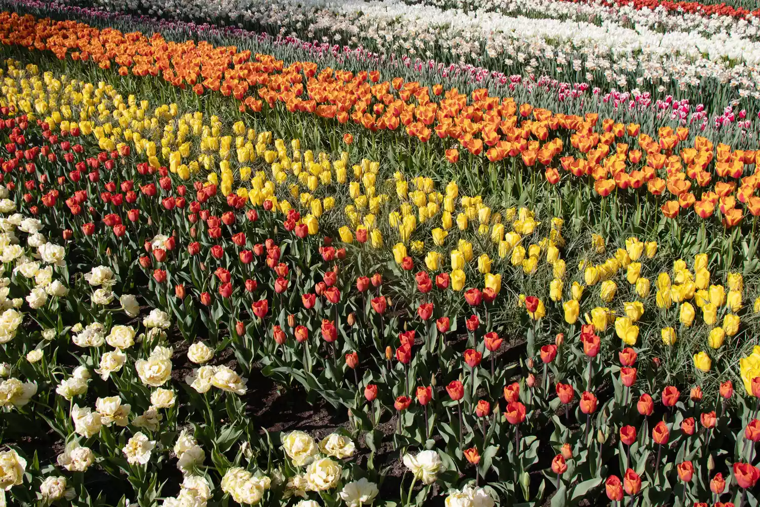 A vibrant field of multicolored tulips in full bloom at Keukenhof gardens.