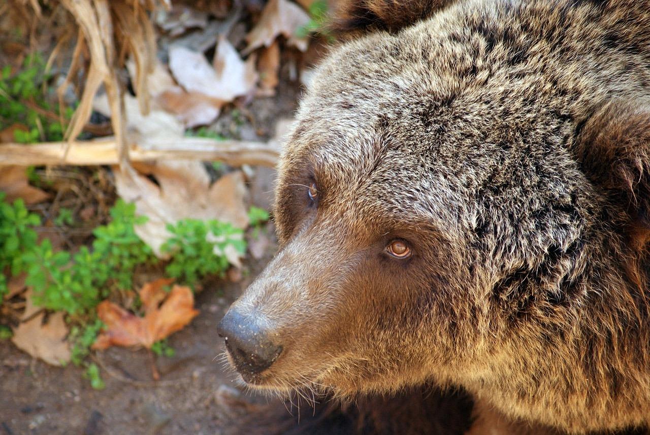 A grizzly bear walking through the Alaskan tundra greenery.