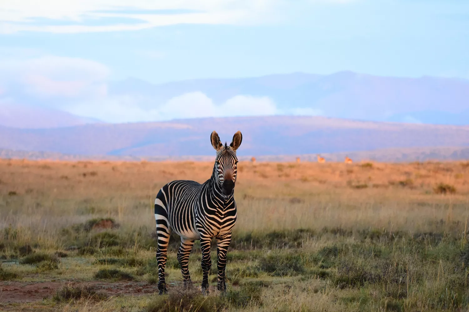 A zebra seen at dusk on a safari in the South African savanna.