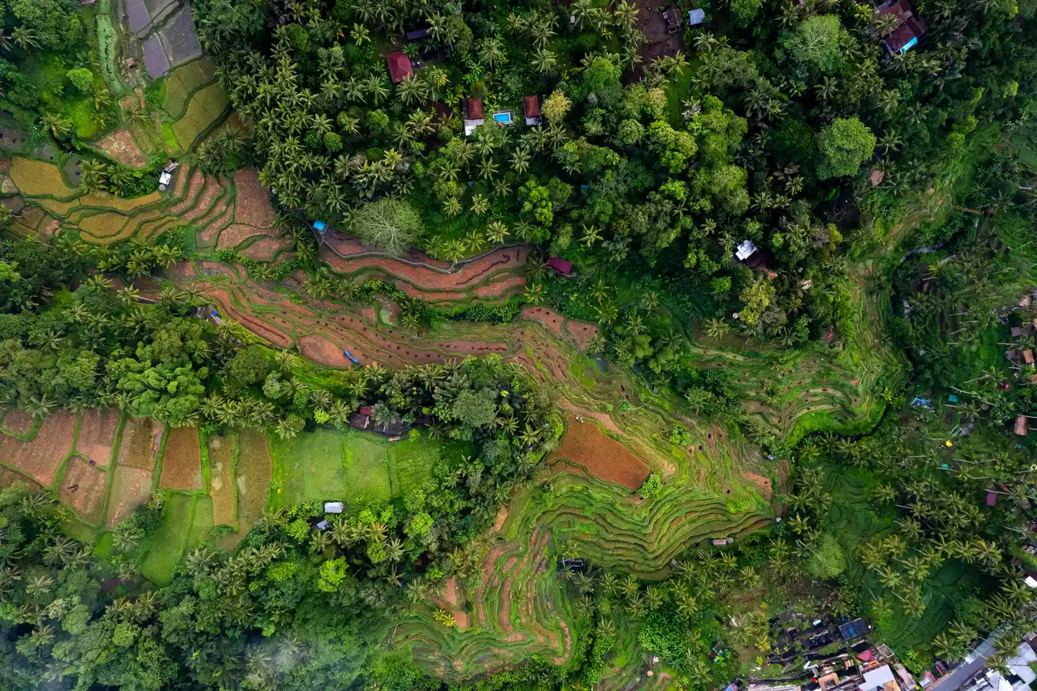 A drone shot showing the intricate patterns and vibrant green of the Tegallalang rice terraces.