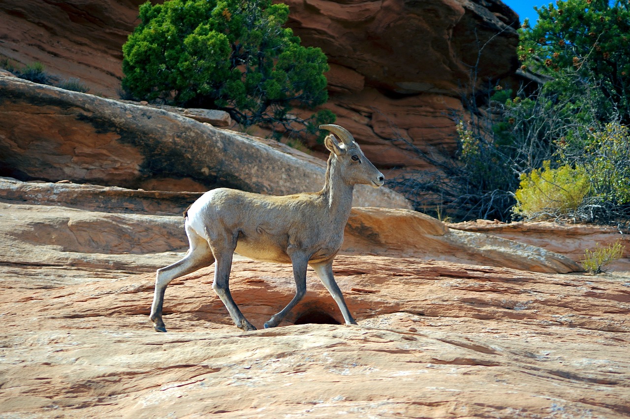 Desert bighorn sheep standing on a rocky slope