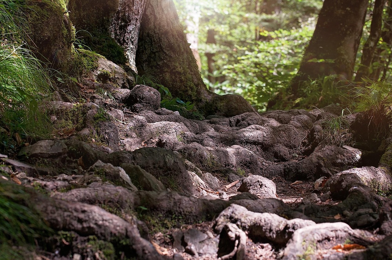 Intricate aerial roots of a massive ancient banyan tree