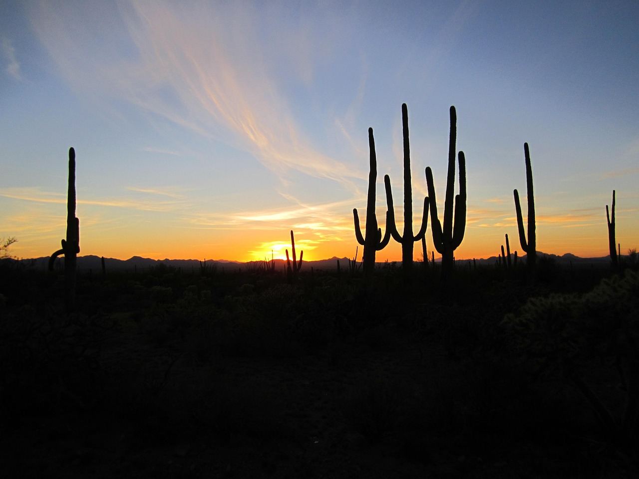 A peaceful desert sunset in Arizona with silhouettes of Saguaro cacti.