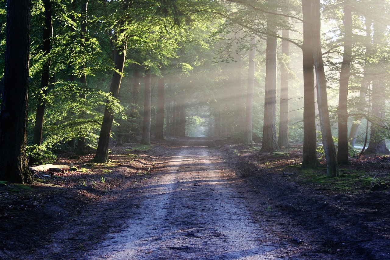 A serene forest trail with light rays filtering through the canopy.