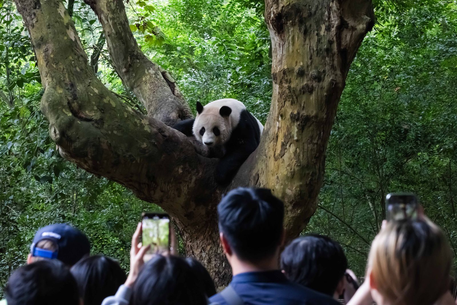 A Giant Panda eating bamboo in a lush, green natural habitat at the research base.