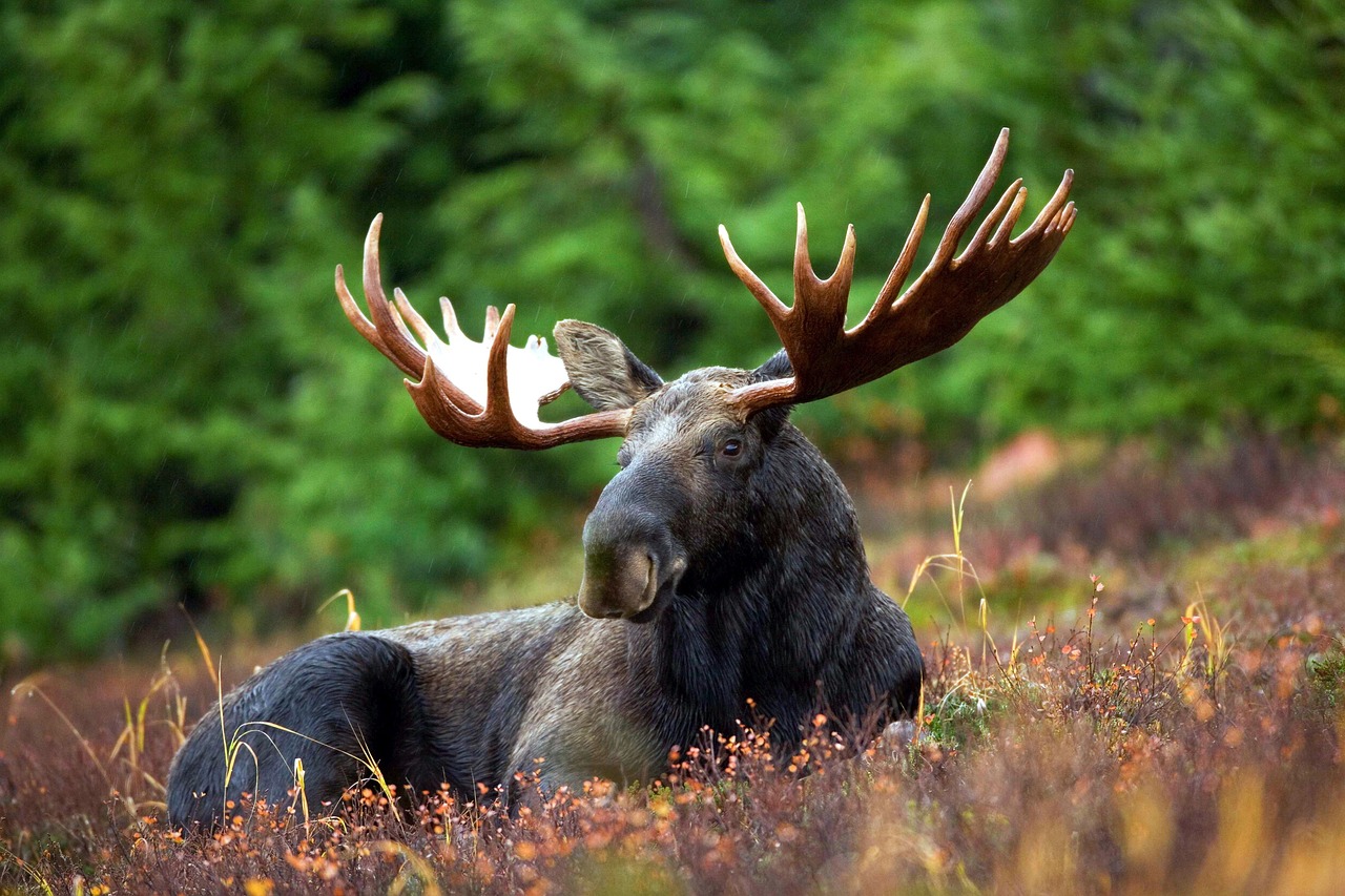 A majestic bull elk bugling in a grassy meadow surrounded by fall foliage.
