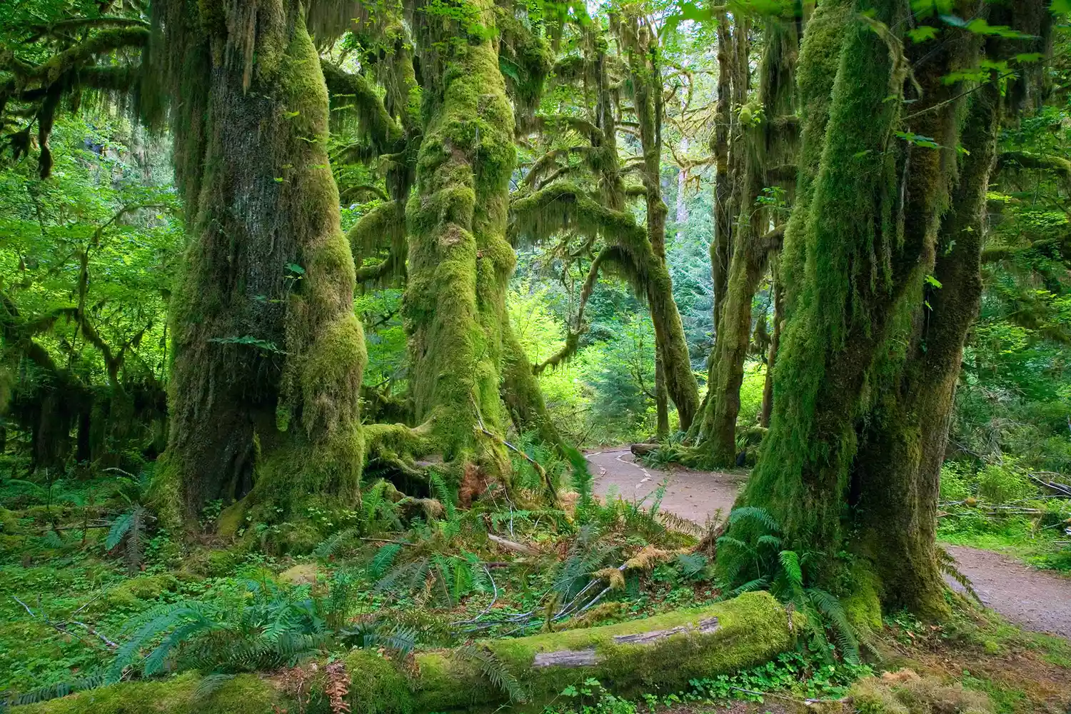 Large maple trees covered in thick green moss along the Hall of Mosses Trail in Hoh Rain Forest.