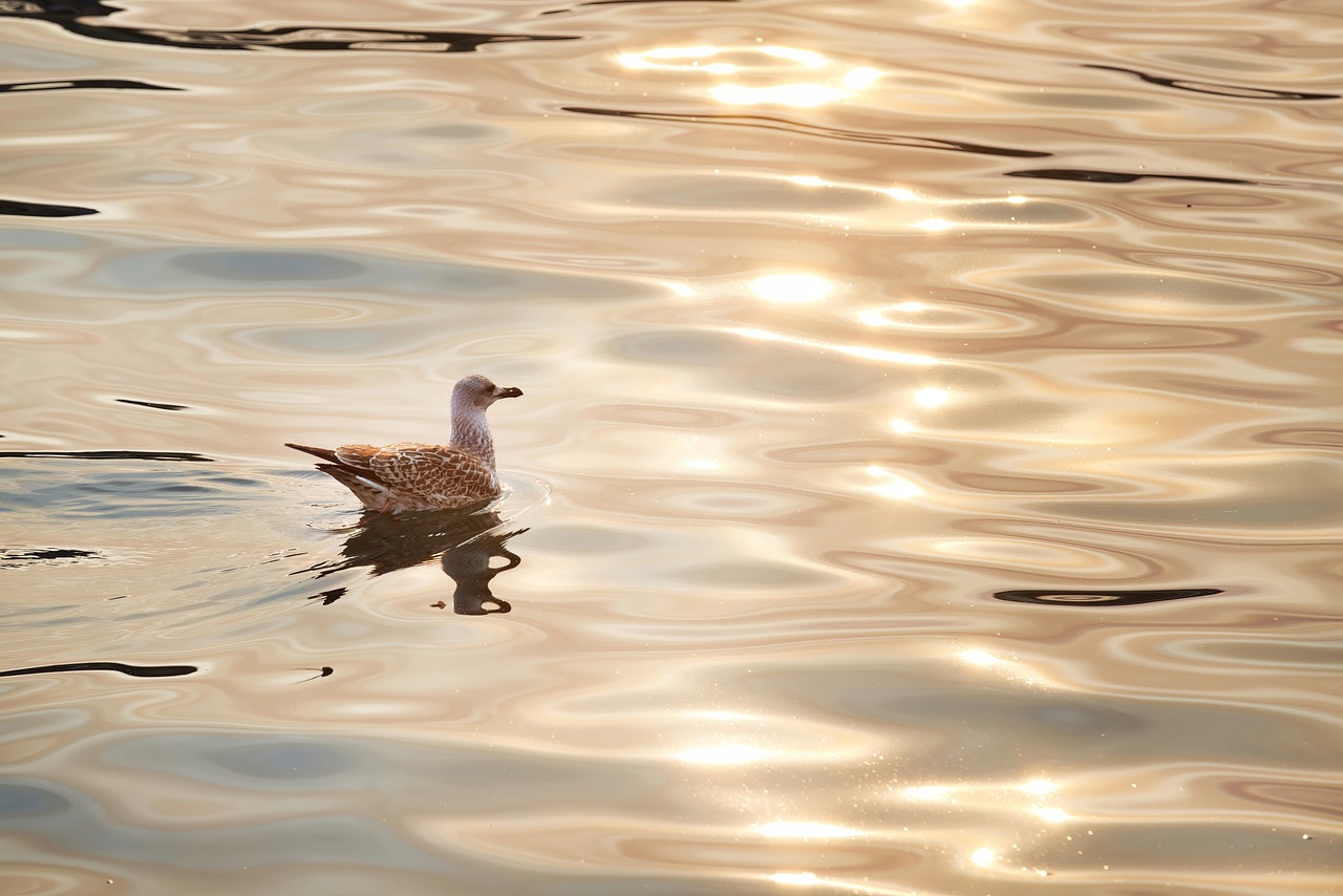 A flock of birds flying over a calm coastal marshland at sunset.
