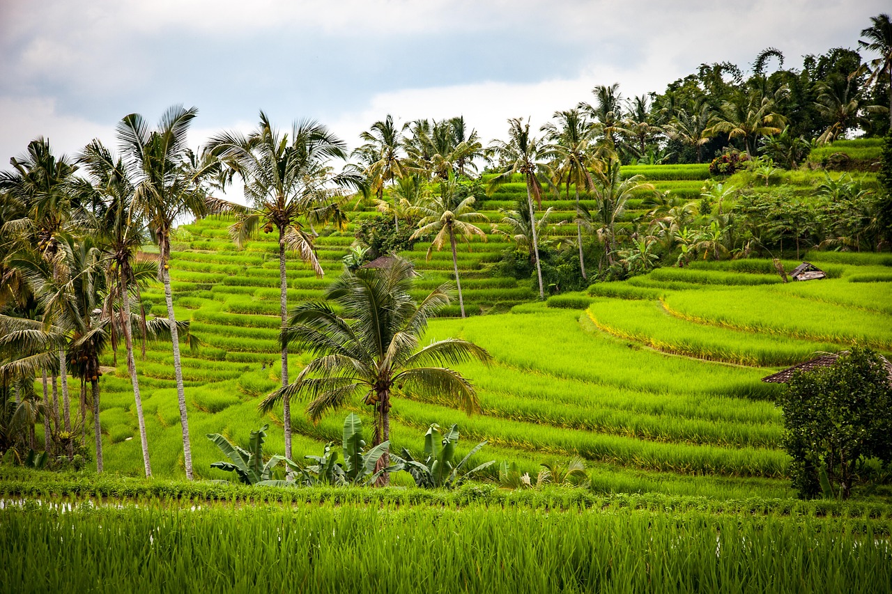 The lush green Tegallalang Rice Terraces in Ubud, Bali.