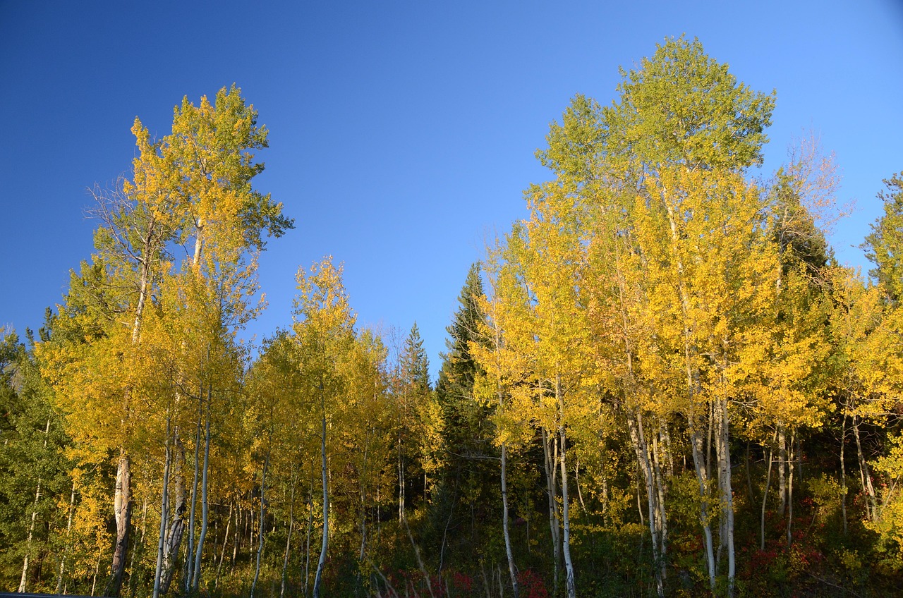 A dense grove of white-barked aspen trees with brilliant yellow leaves under a clear blue sky.