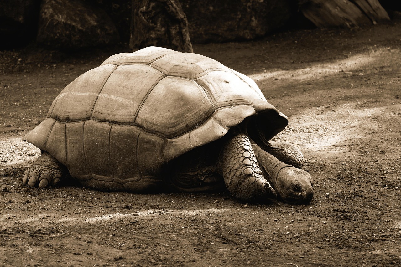 A giant tortoise walking through green grass in the Galapagos Islands.