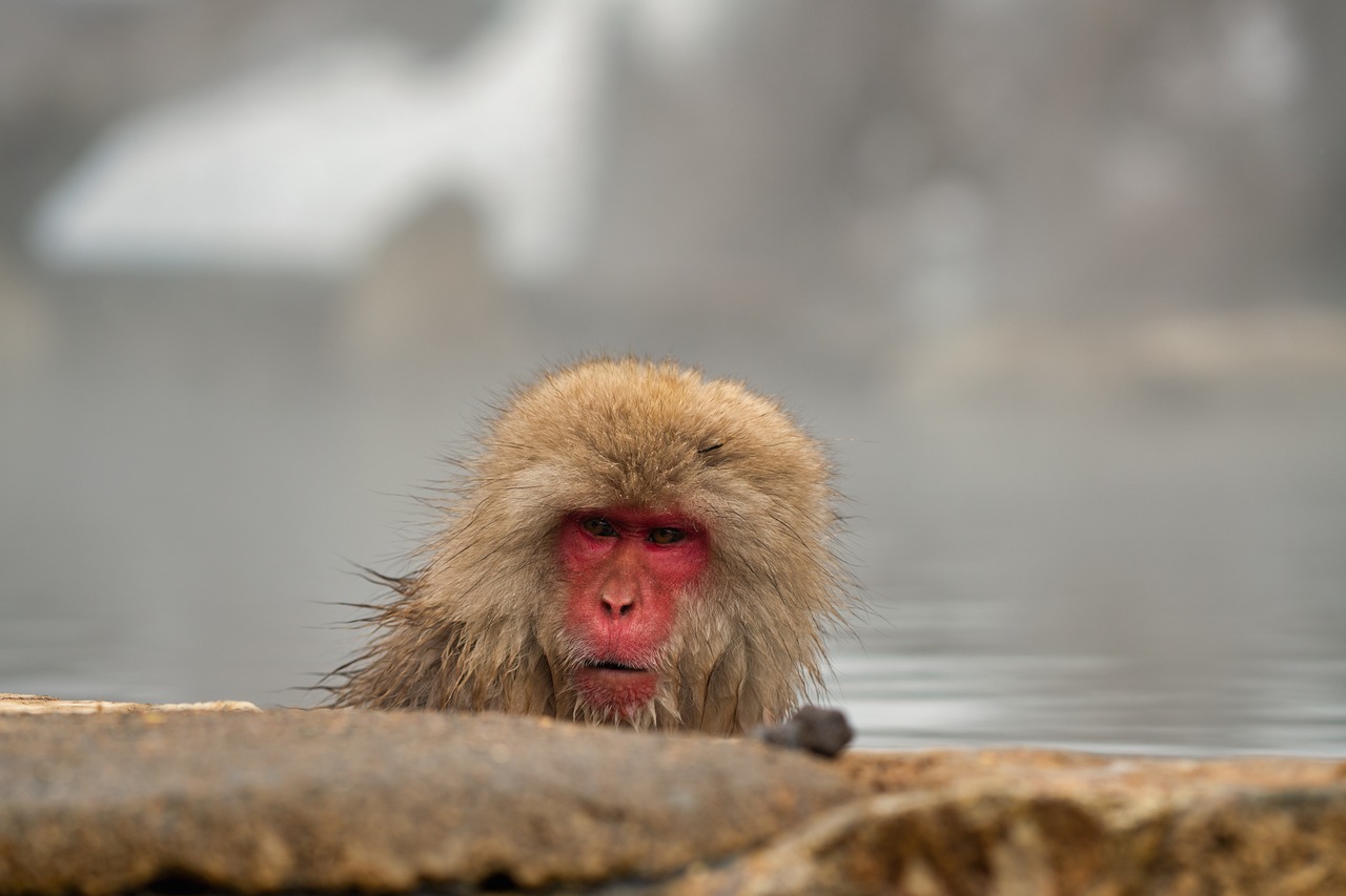 Japanese macaques bathing in a natural hot spring surrounded by snow