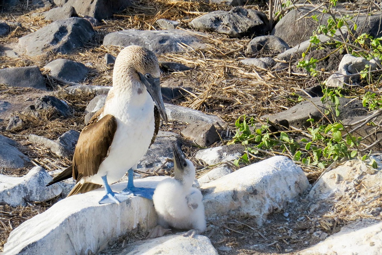 A blue-footed booby bird displaying its bright blue feet on a rock.