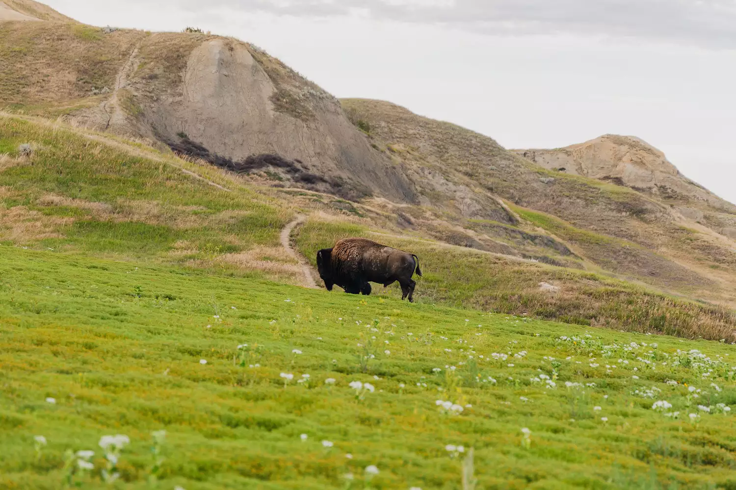 A large bison grazing in the foreground with the eroded buttes and spires of Badlands National Park behind it.